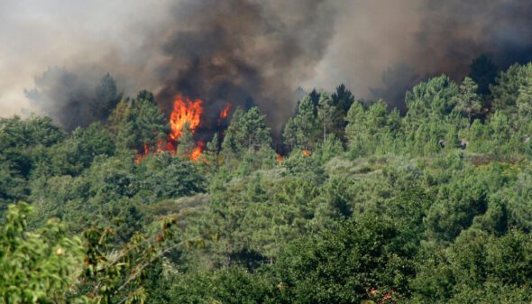 Fire in Forest