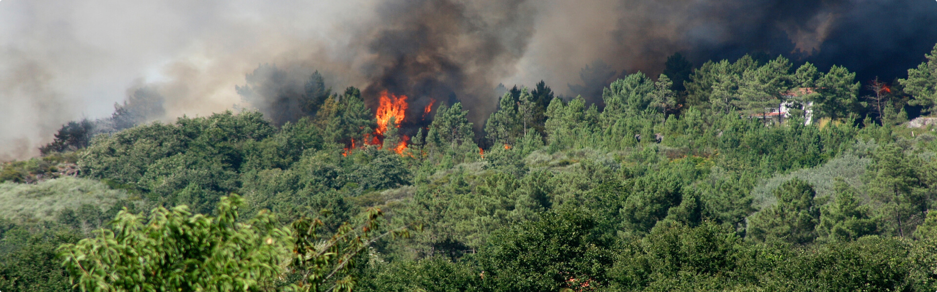 Fire in Forest