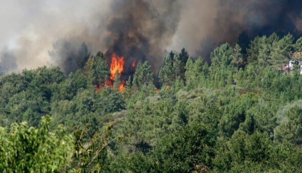 Wildfire in the mountains