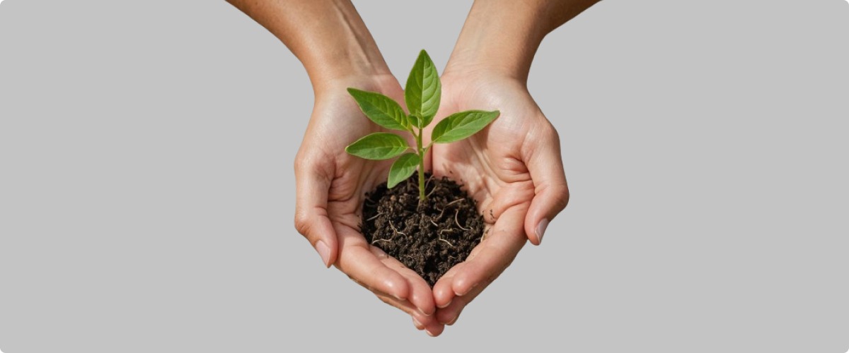 Hands Holding a Plant