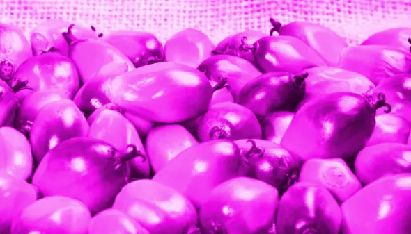 Palm Oil Fruit