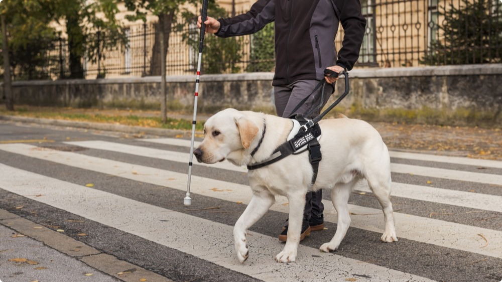 Autonomous AI Agents Like Service Guide Dogs